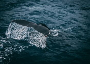 Close-up of a whale swimming deep in the ocean with Bitcoin symbols in the water.