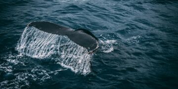 Close-up of a whale swimming deep in the ocean with Bitcoin symbols in the water.